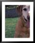 Labrador With Tongue Out by Fogstock Llc Limited Edition Print