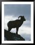 A Silhouetted Bighorn Sheep Standing On A Rock by Tom Murphy Limited Edition Print