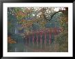 Tamarind Blossoms Blooming On The Banks Of A Lake by Steve Raymer Limited Edition Print