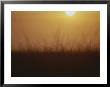 Sunset Over Grasses In The Everglades by Raul Touzon Limited Edition Pricing Art Print