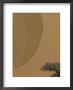 Acacia Tree And Sand Dune by Jason Edwards Limited Edition Print