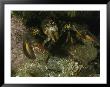 An American Lobster In An Aggressive Stance by Bill Curtsinger Limited Edition Print