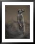 An Adult Meerkat (Suricata Suricatta) Stands On Lookout by Mattias Klum Limited Edition Print