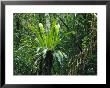 Lush Woodland View With Fern Growing On Tree Trunk by Klaus Nigge Limited Edition Print