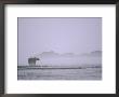 An Alaskan Brown Bear Stands In The Fog by Roy Toft Limited Edition Print