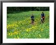 Bicyclists Ride Through Field Of Dandelions, Gauja River, Gauja National Park, Latvia by Janis Miglavs Limited Edition Print
