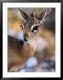 Damara Dik-Dik (Madoqua Kirkii), Etosha National Park, Namibia by Andrew Parkinson Limited Edition Pricing Art Print