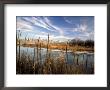 Dried Flower Heads Along Slough, Flood Plain Of Logan River, Great Basin, Cache Valley, Utah, Usa by Scott T. Smith Limited Edition Print