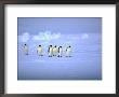 Emperor Penguins (Aptenodytes Forsteri) Crossing Ice, Weddell Sea, Antarctica by David Tipling Limited Edition Pricing Art Print