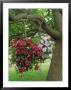 Summer Hanging Basket On Tree; Clematis Sunset & Clematis Silver Moon Bransford Nursery by Alan Bedding Limited Edition Print