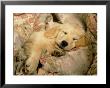 Golden Retriever Puppy, Resting On Blanket by Alan And Sandy Carey Limited Edition Print
