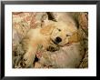 Golden Retriever Puppy, Resting On Blanket by Alan And Sandy Carey Limited Edition Print