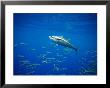 Yellowfin Tuna And Mexican Scad (Decapterus Hypodus), Baja California, Pacific Ocean by Richard Herrmann Limited Edition Print