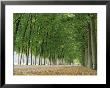 Avenue Of Poplar Trees, Parc De Marly, Western Outskirts Of Paris, France, Europe by Duncan Maxwell Limited Edition Pricing Art Print