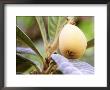 Eriobotrya Japonica (Loquat) (Close-Up Of Yellow Fruit) by Carole Drake Limited Edition Print