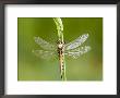 Black Tailed Skimmer Dragonfly, Female Drying, Uk by Mike Powles Limited Edition Print
