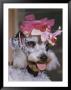 Dog Sporting A Flowered Hat by B. Anthony Stewart Limited Edition Print