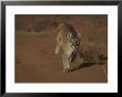 A Mountain Lion Runs Through A Desert by Norbert Rosing Limited Edition Pricing Art Print