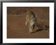 A Mountain Lion Runs Through A Desert by Norbert Rosing Limited Edition Print