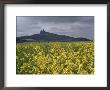 View Across Field Of Flowering Mustard To The Ruins Of Trosky Castle, Czechoslovakia by James P. Blair Limited Edition Print