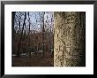 Woodland View With Graffiti On Tree Trunk by Brian Gordon Green Limited Edition Pricing Art Print