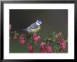 Blue Tit, Perched On Wild Currant Blossom, Uk by Mark Hamblin Limited Edition Print