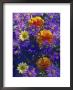 Late Summer Partners, Aster & Dahlia, September by Ron Evans Limited Edition Print