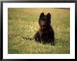 Black Belgian Sheep Dog Puppy Lying In Grass by Frank Siteman Limited Edition Print