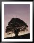 Tree Silhouetted On A Hillside At Twilight, Costa Rica by Michael Melford Limited Edition Print