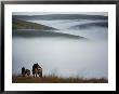 A Pair Of Exmoor Ponies On A Fog-Shrouded Moor by Sam Abell Limited Edition Pricing Art Print