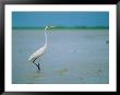 A Great Or Common Egret by James P. Blair Limited Edition Print