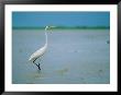 A Great Or Common Egret by James P. Blair Limited Edition Pricing Art Print