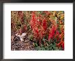 Willow Ptarmigan In Denali National Park, Alaska, Usa by Dee Ann Pederson Limited Edition Print