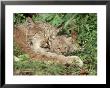 Canada Lynx, Felis Lynx Canadensis Female And Kitten Restin G Montana by Alan And Sandy Carey Limited Edition Print