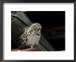 Little Owl, Athene Noctua, Hiller Moor, Luebbecke, Germany by Thorsten Milse Limited Edition Print