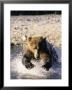 Alaskan Brown Bear, Large Male Catching Salmon In Water, Alaska by Daniel Cox Limited Edition Print