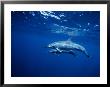 Long-Snouted Spinner Dolphin, Pair, Brazil by Gerard Soury Limited Edition Print