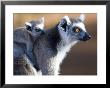 Ring-Tailed Lemur, Mother Carrying Youngster On Back, Madagascar by Mike Powles Limited Edition Print