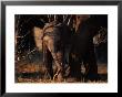 Juvenile African Elephant With Its Parent by Beverly Joubert Limited Edition Pricing Art Print