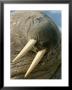 Close View Of The Whiskered Face Of A Male Walrus, Odobenus Rosmarus by Norbert Rosing Limited Edition Print