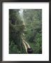 Driving In The Rain Forest, Lubaantun, Toledo District, Belize, Central America by Upperhall Limited Edition Print