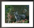 Black Domestic Cat Kitten Standing On Garden Wall With Black Jaguar/Leopard Shadow In Back, Uk by Jane Burton Limited Edition Print