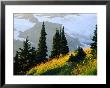 The Skyline Trail In Mt. Rainier National Park, Washington, Usa by Richard Cummins Limited Edition Pricing Art Print
