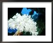 Octo Corals, St. Johns Reef, Red Sea by Mark Webster Limited Edition Print