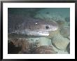 Spotted Sevengill Cow Shark, False Bay, Atlantic Ocean by Chris And Monique Fallows Limited Edition Pricing Art Print