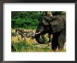 African Elephant And Zebra On The Grassland by Beverly Joubert Limited Edition Print