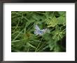 Close View Of A Butterfly In Onion Valley by Marc Moritsch Limited Edition Print