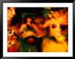 Traditional Polynesian Dancing, Rarotonga, Southern Group, Cook Islands by John Banagan Limited Edition Print