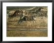 Wall Paintings, Pompeii, Unesco World Heritage Site, Campania, Italy by Walter Rawlings Limited Edition Print