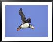 Atlantic Puffin, Adult In Flight, Iceland by Mark Hamblin Limited Edition Pricing Art Print